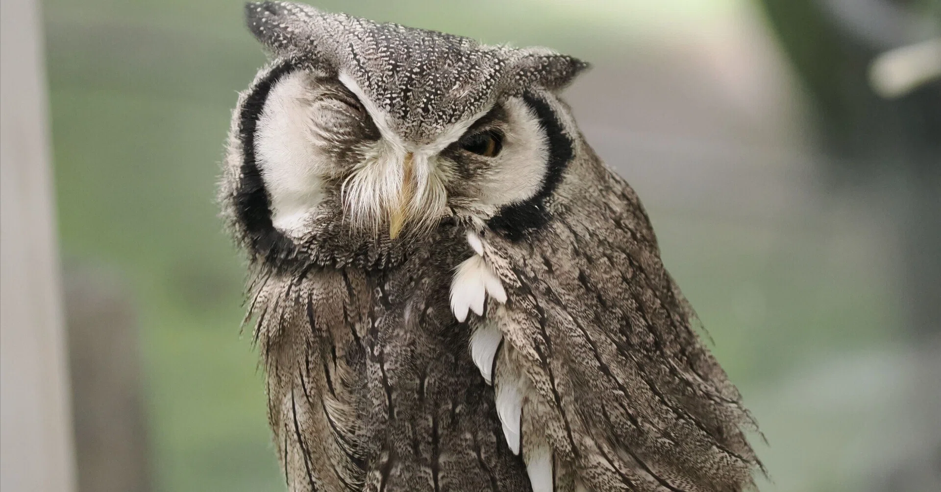 オオコノハズクとオオミズアオのバードカービング ミナミ）アフリカオオコノハズクの写真集｜M_ayumi