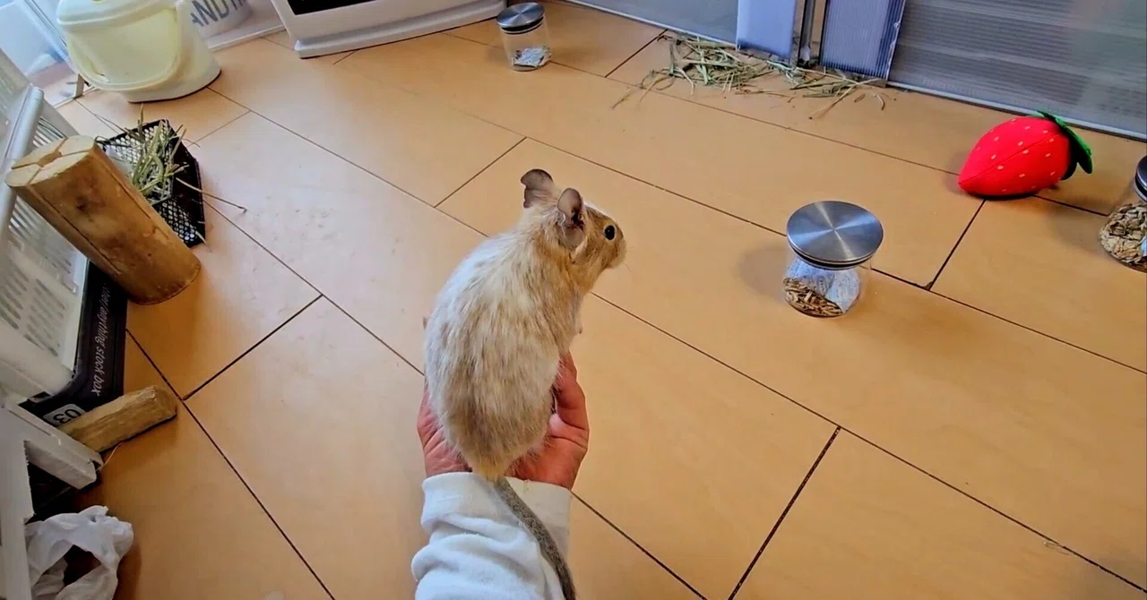 Degu | A Thorough Guide to the [7 STEPS] from Bringing Them Home to ...