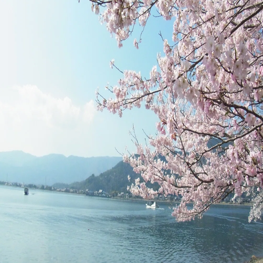 奥琵琶湖の桜を見に行く｜林白果