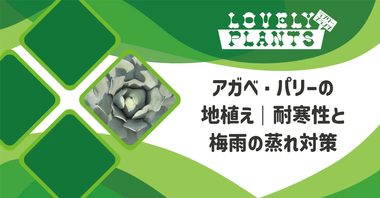 アガベ パリー トランカータ 地植え 優秀株 パリー パリートランカータ