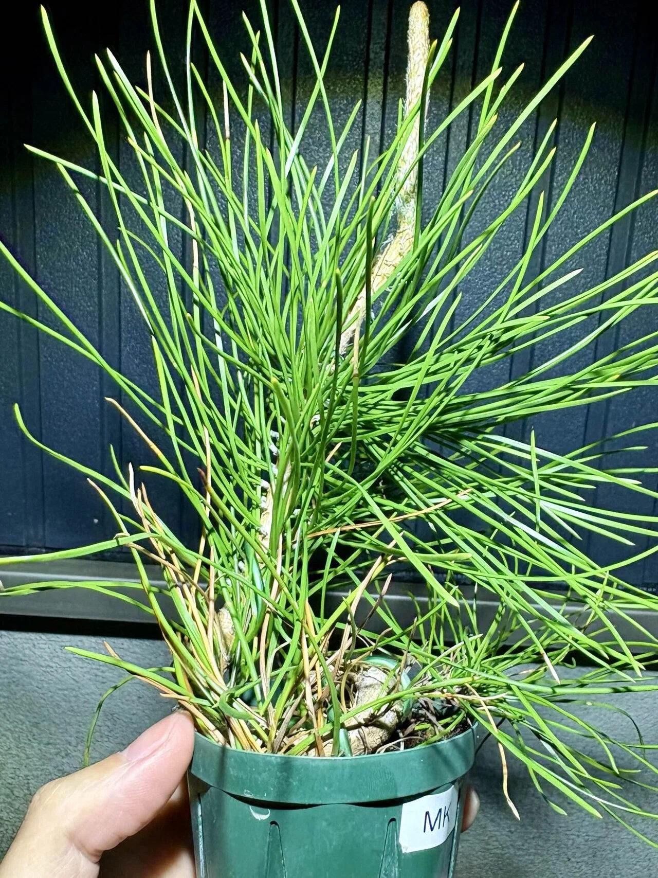 2026-04-02 作業記事 三河黒松（苗木）の畳み込みと植え替え｜ちちりん