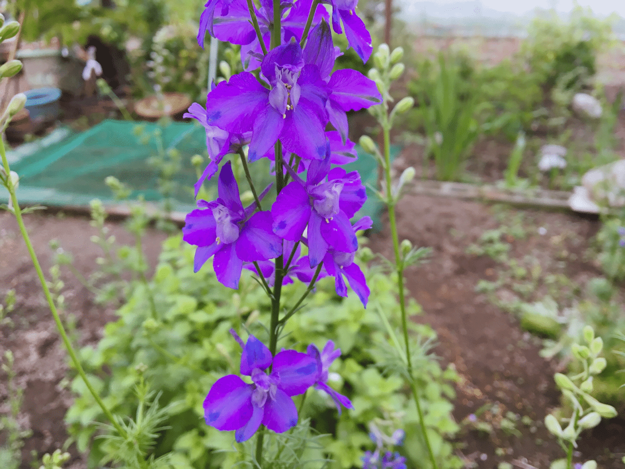 デルフィニウム 2｜midorino