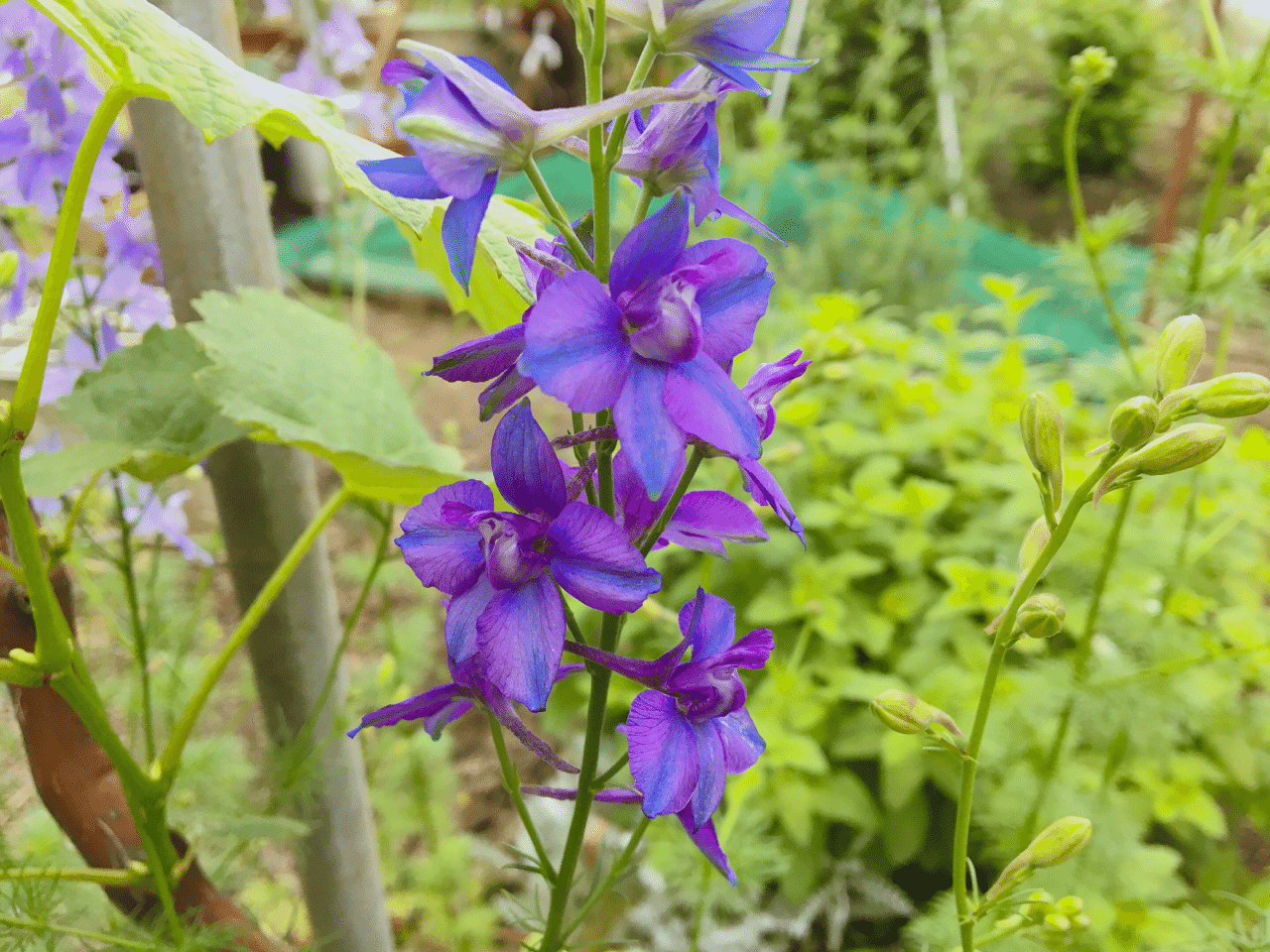 デルフィニウム 2｜midorino