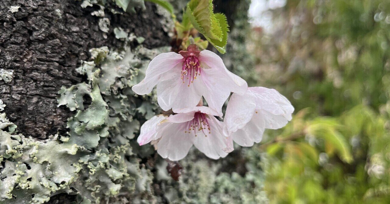 雨桜 さくらの里の桜 (雨) 写真素材 [5431753] - フォトライブラリー