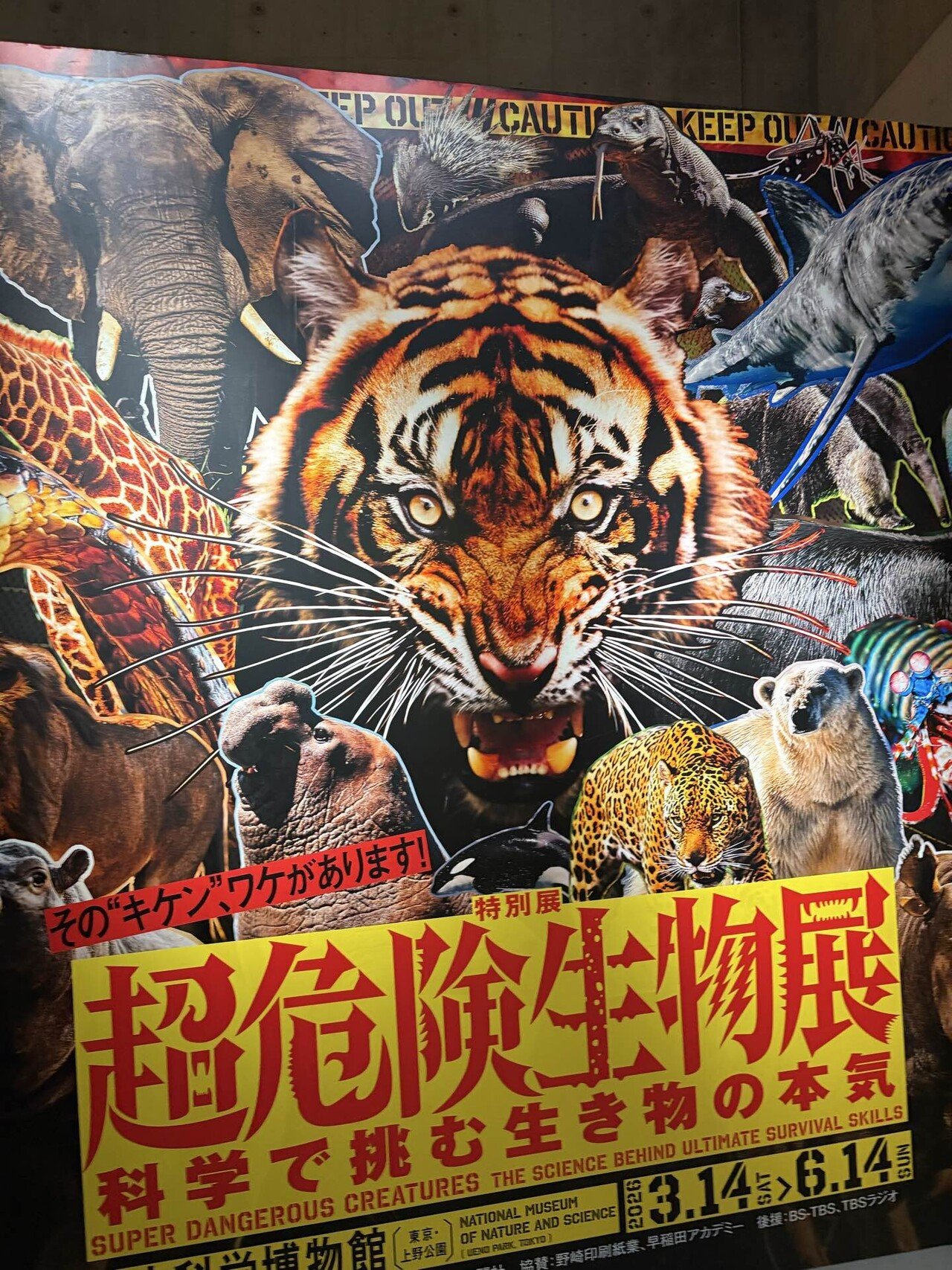 RISK/HELL’S ANIMALS 国内盤 帯付！リスク/ヘルズ・アニマルズ あんしんあにまるず。 心は、言葉にならない。