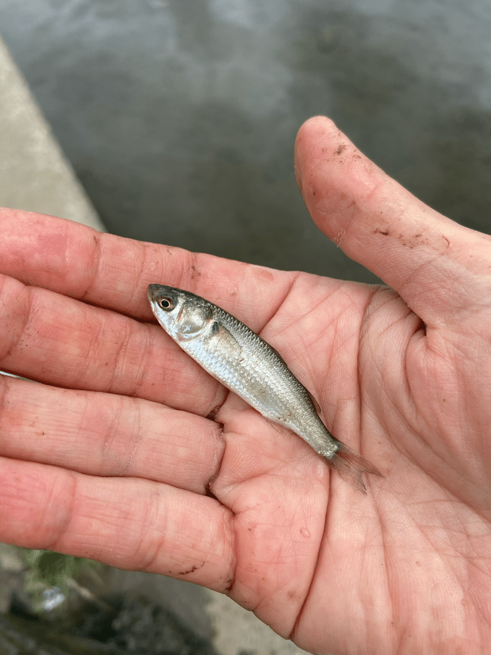 出世魚 5 23 みわっち Note