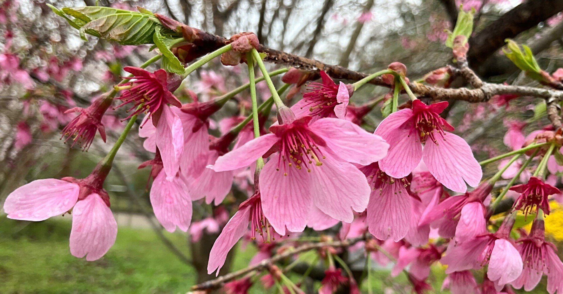 横浜緋桜（京都府立植物園）：2026年4月5日（日）｜藤井秀昭（『京都