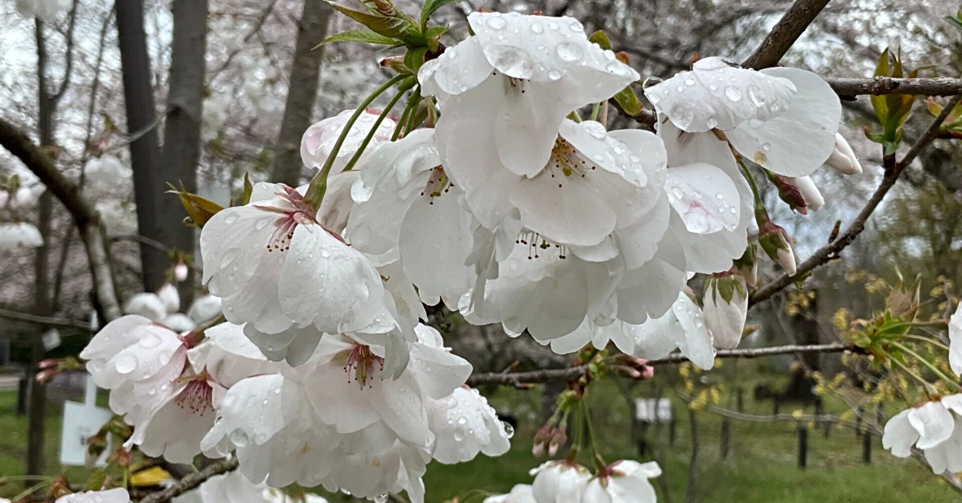鞍馬桜（京都府立植物園）：2026年4月4日（土）｜藤井秀昭（『京都居候