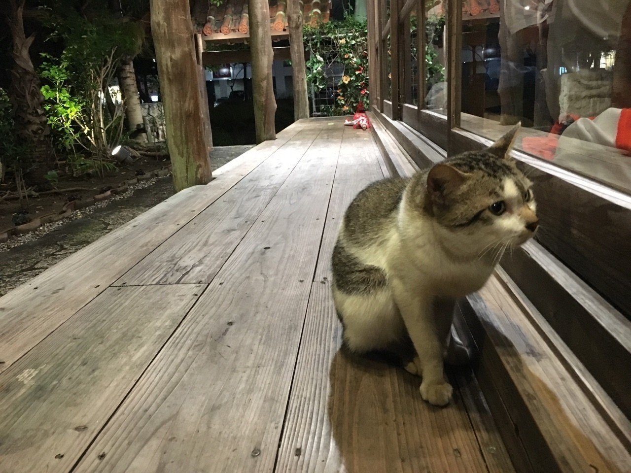 縁側に猫 成瀬夏実 Note