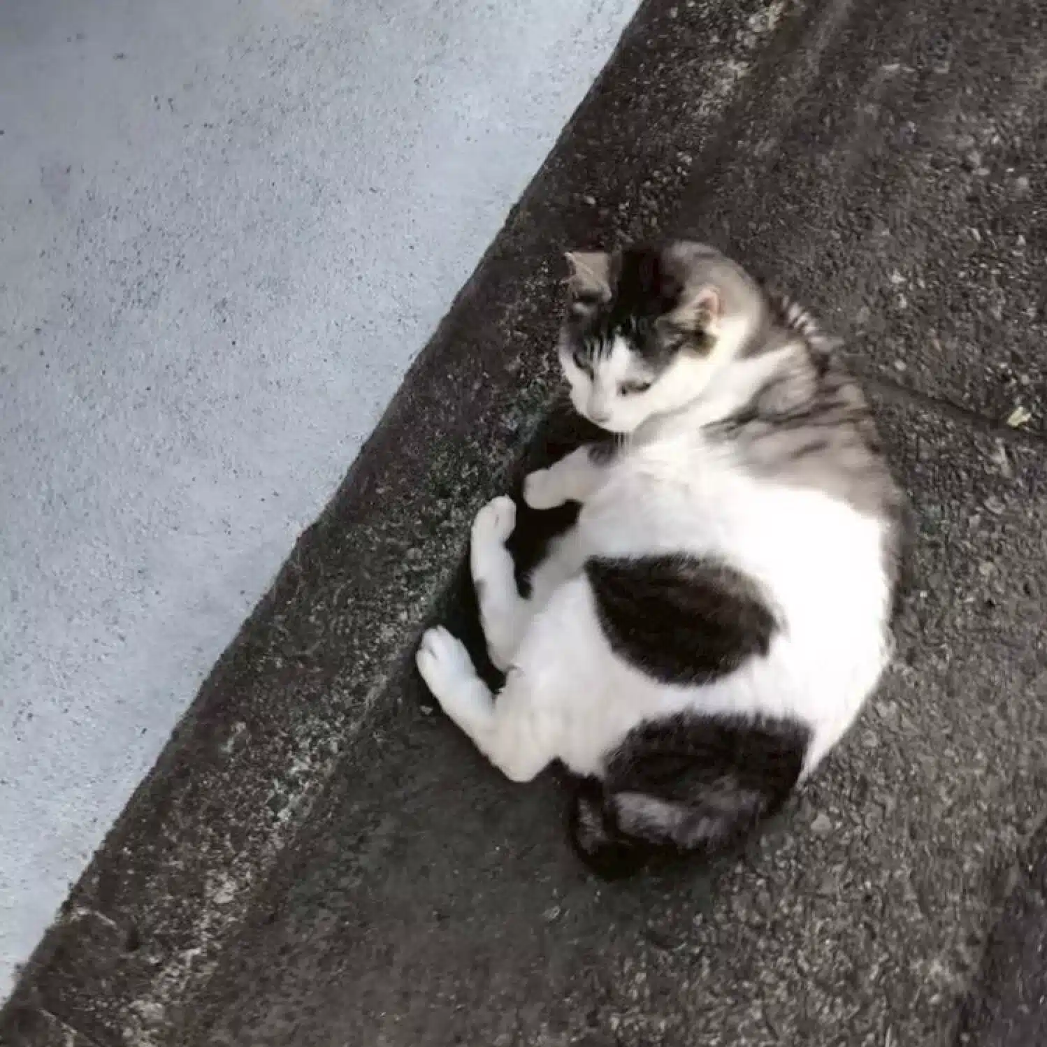 凡人の星