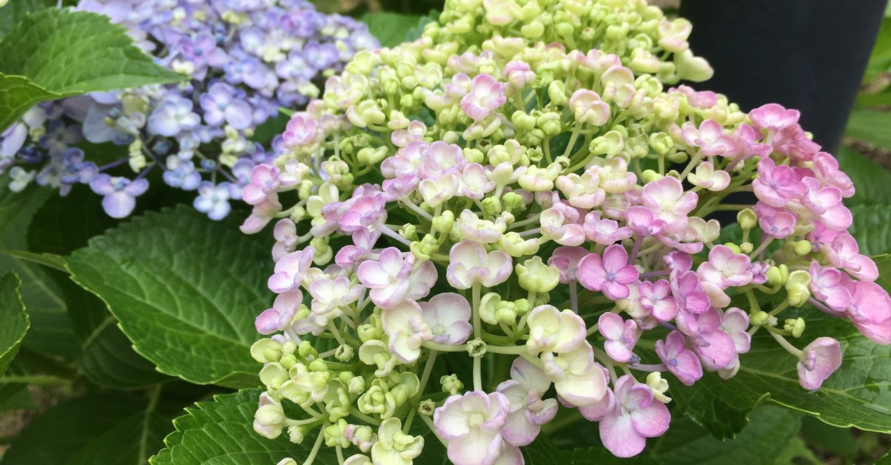 ASとは何ですか?