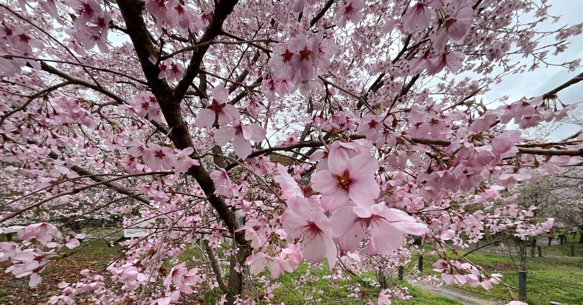 円通寺桜(京都府立植物園):2026年4月5日(日)|藤井秀昭(『京都 円通寺桜(京都府立植物園):2026年4月5日(日)|藤井秀昭(『京都