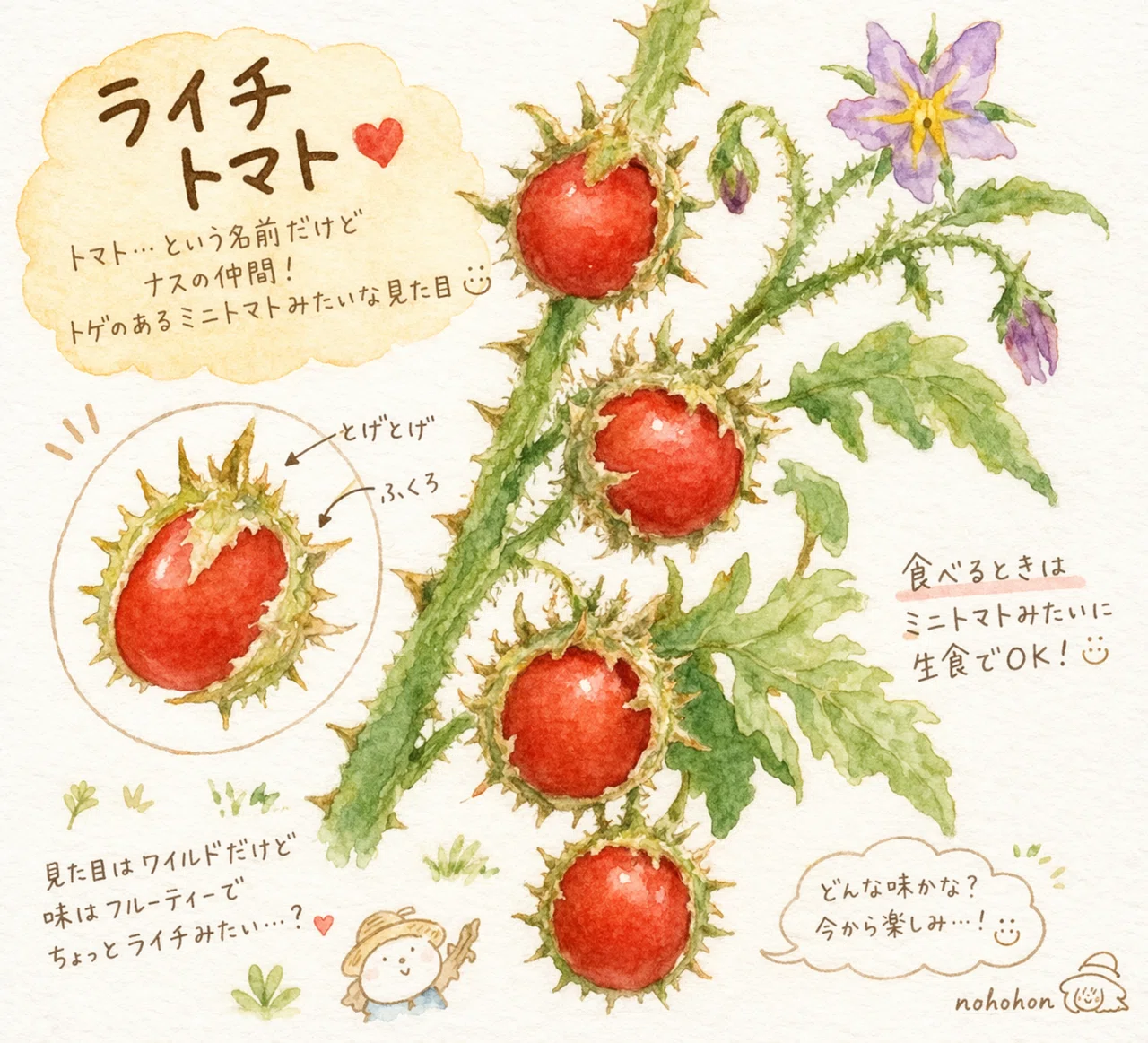 トマト様オーダーページ トマトの催芽蒔き｜かずみののほほん日記帳