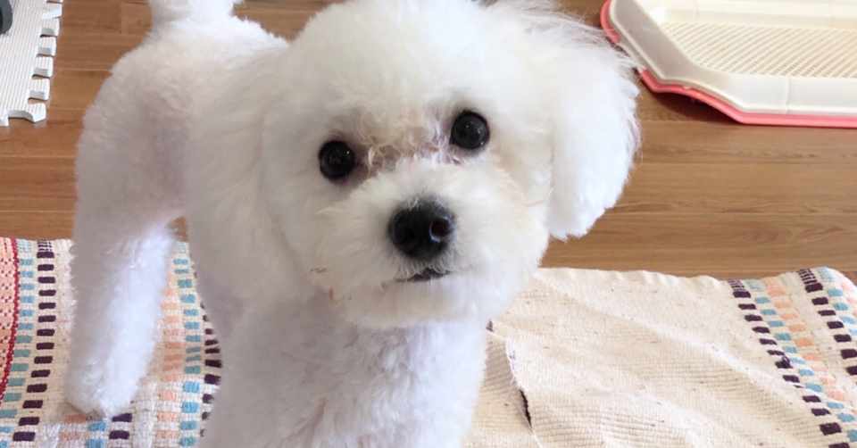 ワンちゃんもおトイレできるもん 犬のお家トイレの成功を習慣化するには 飼い主が笑顔でいることが大事 トイプードルと筋トレに救われたアラサー Note