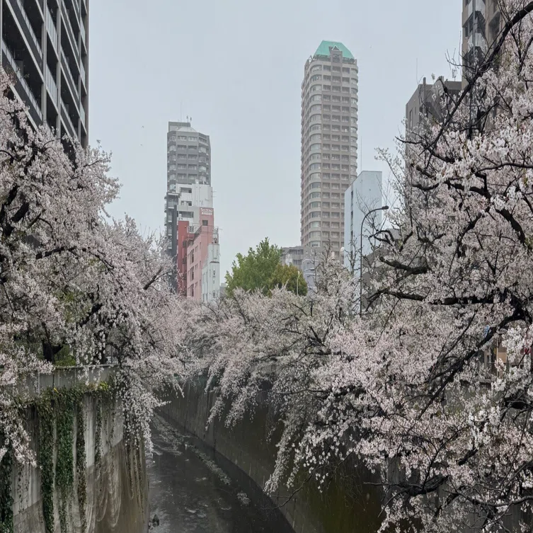 東京探索記 69 神田川の桜｜露塵散