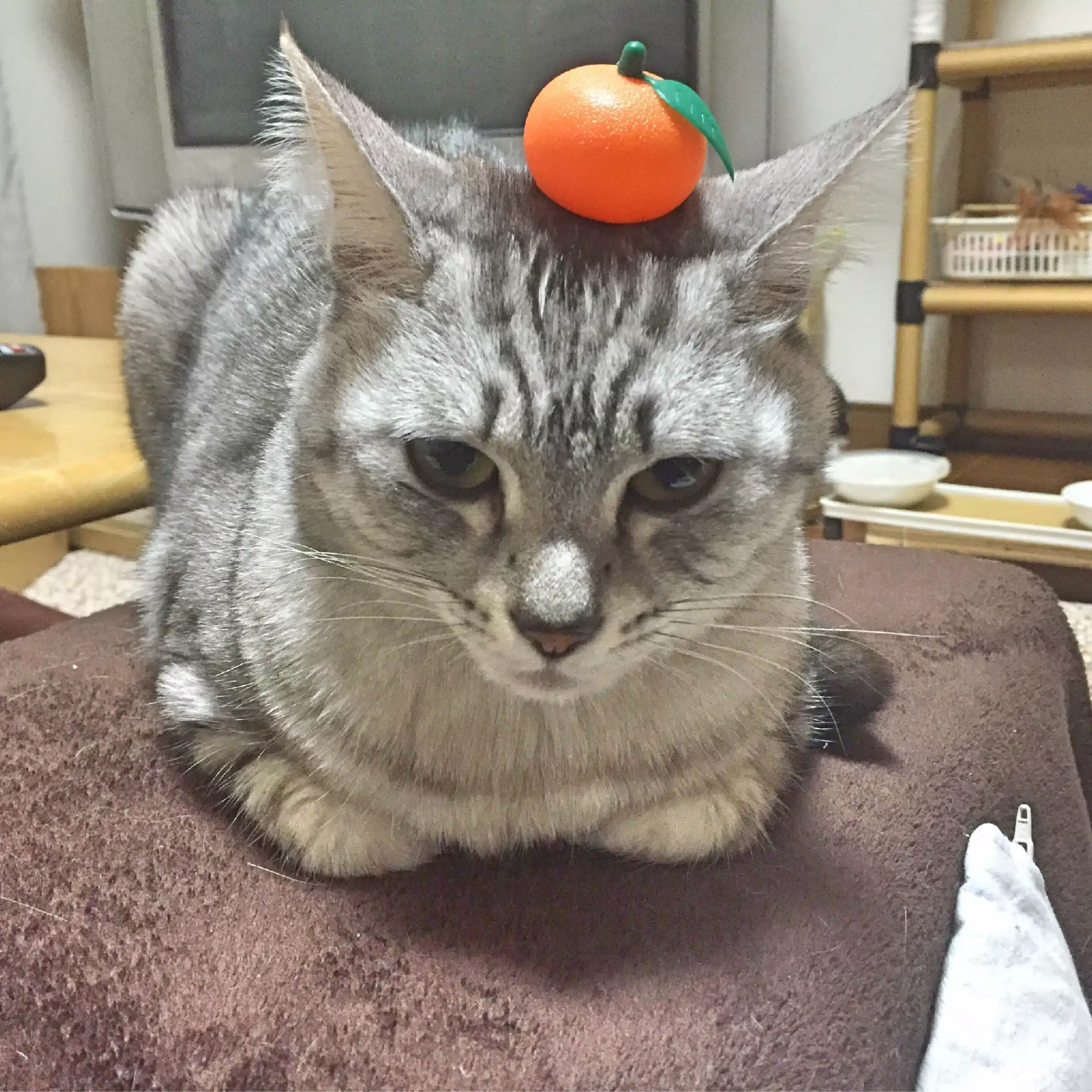 D_Imase