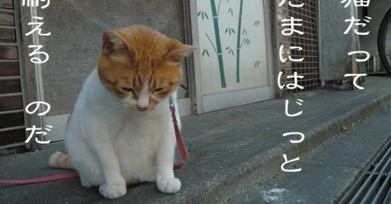 The Man Who Will Become a First Dan in 100 Days - Day 30｜アフリカに碁盤を持っていく男つかさ