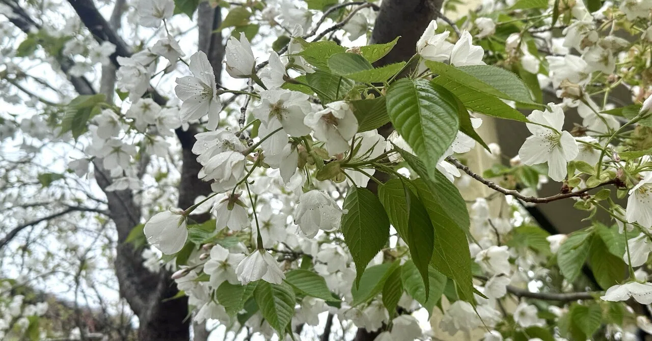 鳥が運んできた桜と、四季の暮らし｜中村純子＊JUNJUN