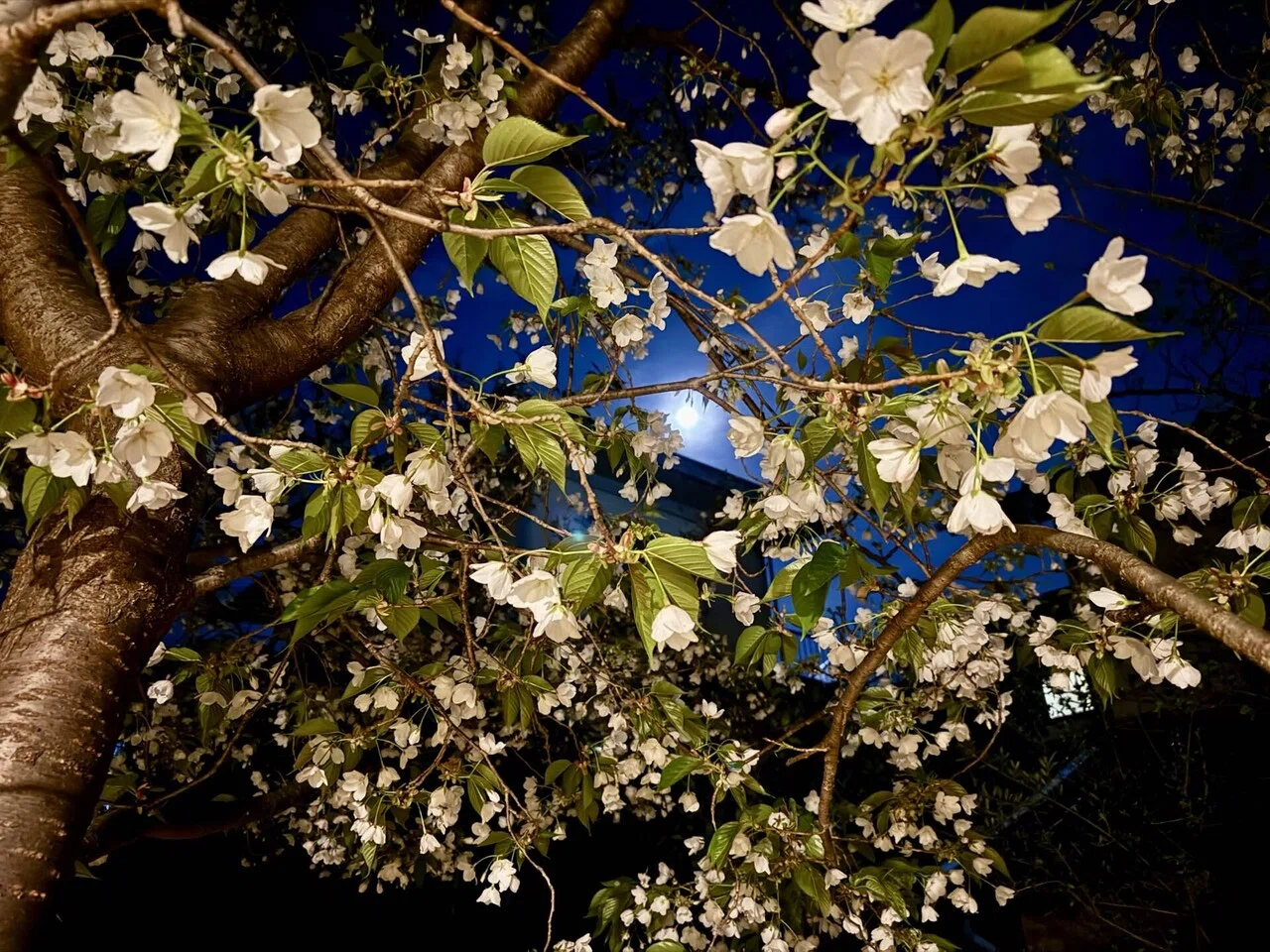 鳥が運んできた桜と、四季の暮らし｜中村純子＊JUNJUN
