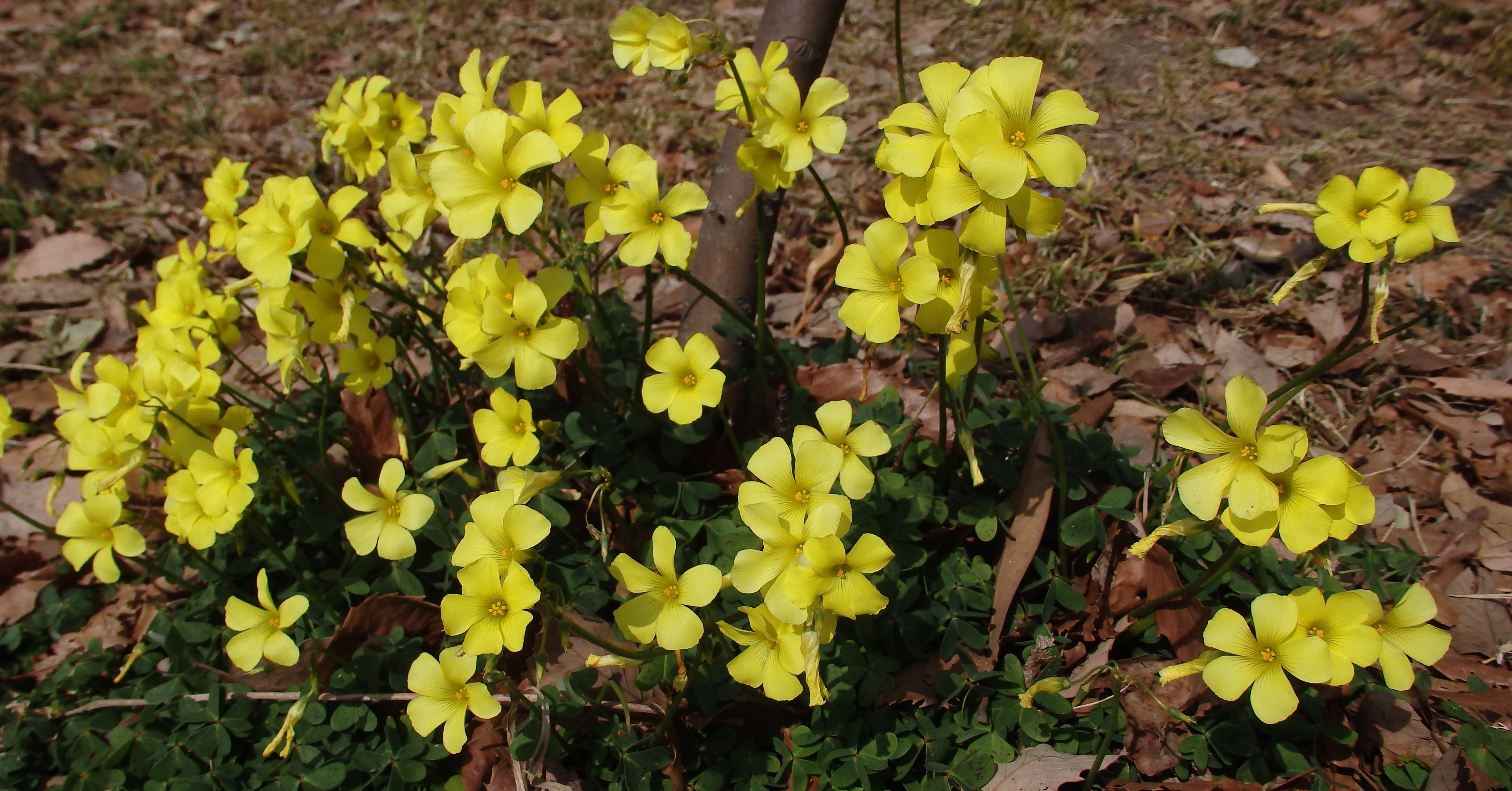 カタバミのフラワーエッセンス 東 昭史 Yasouen Note