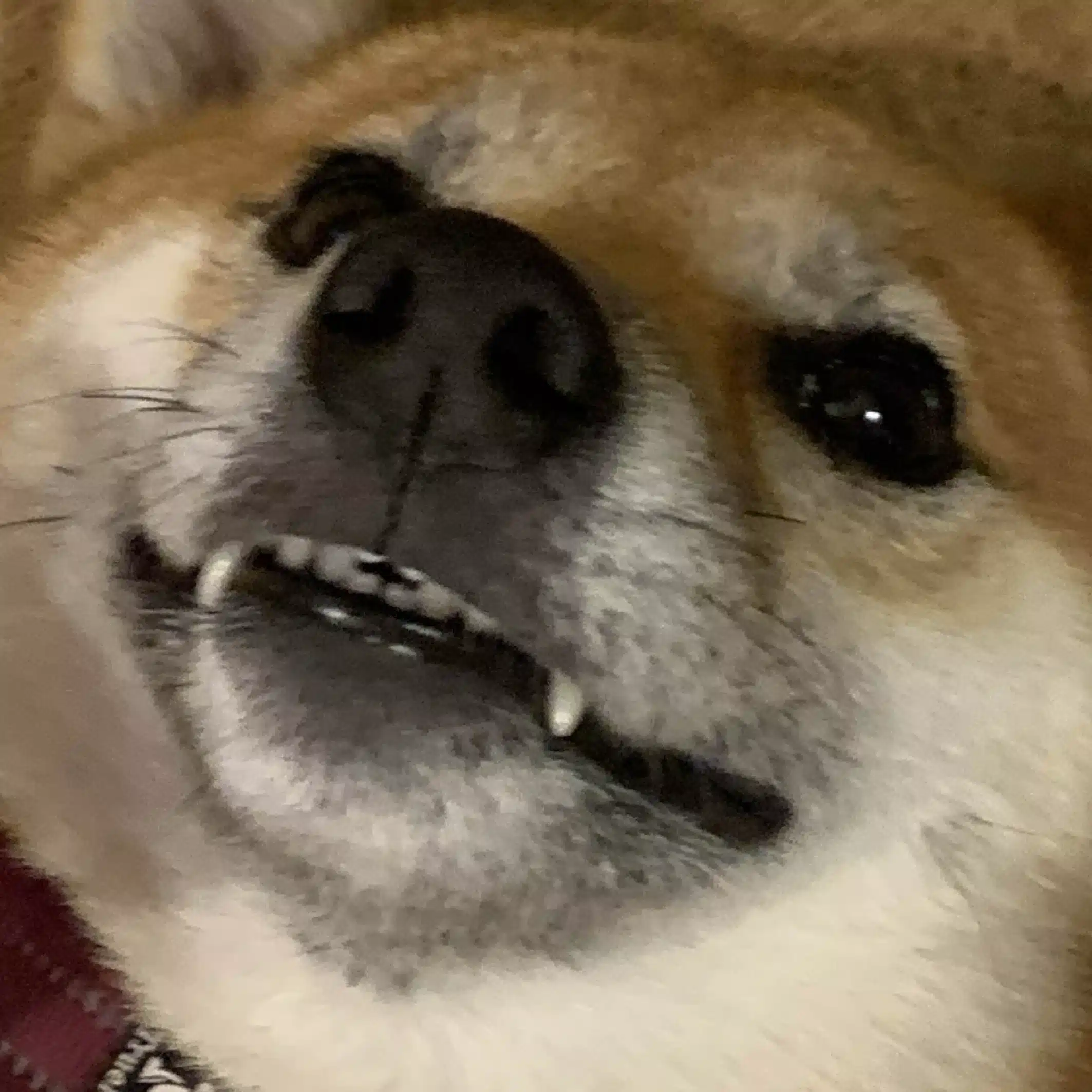 林しかお