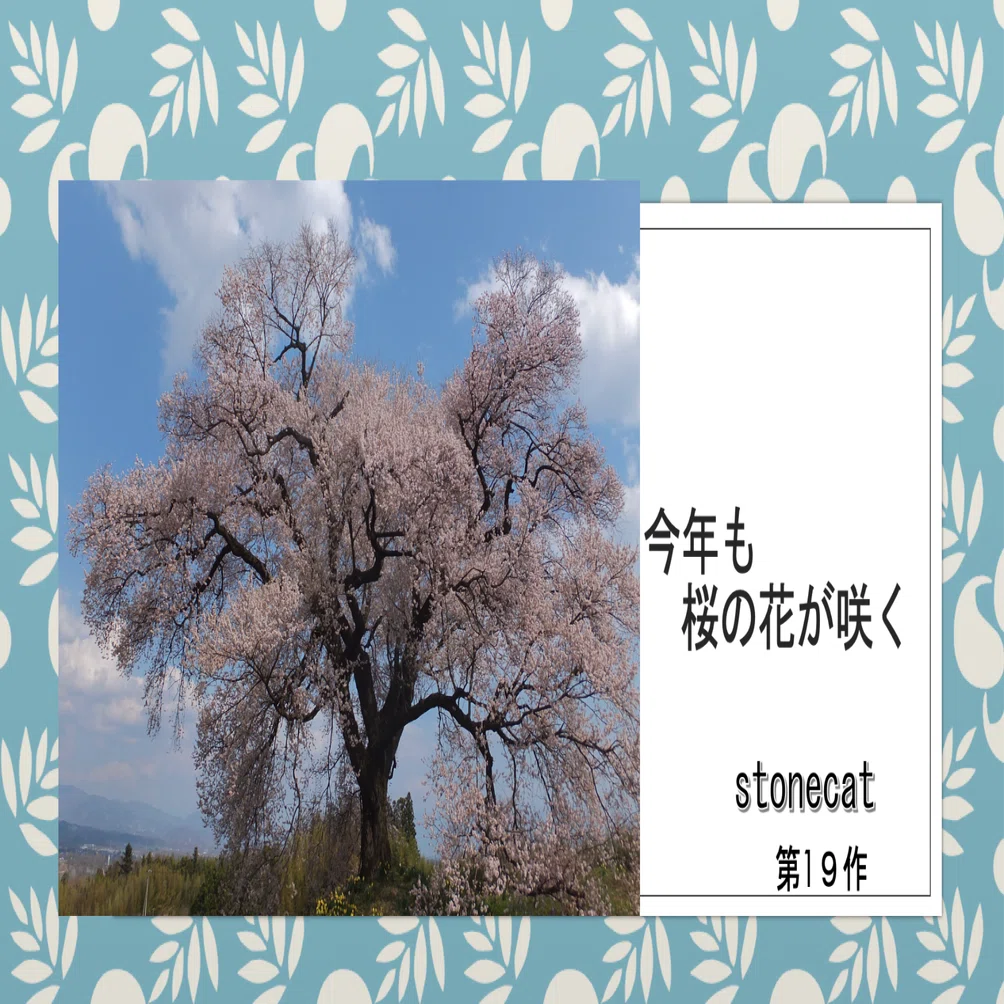 今年も桜の花が咲く｜stonecat