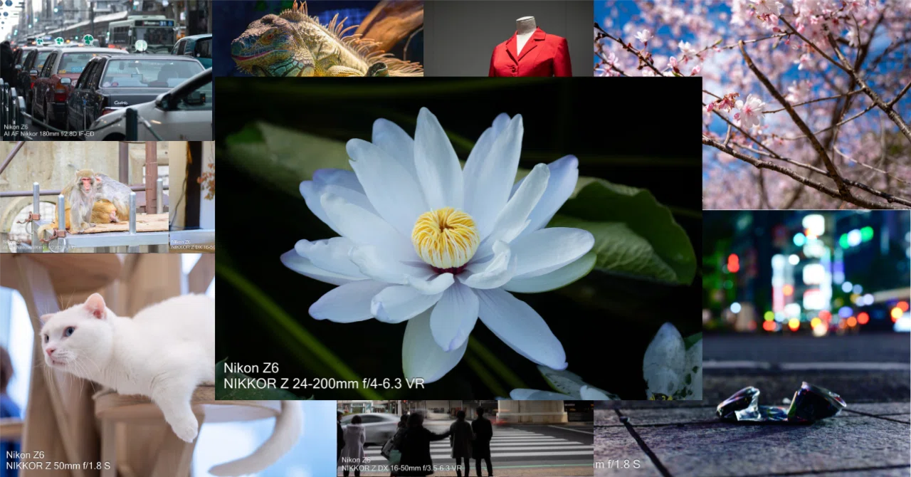 NIKKORレンズ作例】Nikon Z6 で撮影した写真を振り返る｜秋槻ケンヂ