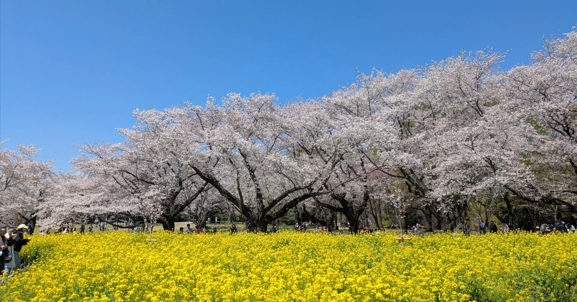 立川さんぽ】昭和記念公園 桜×菜の花×チューリップ｜linen