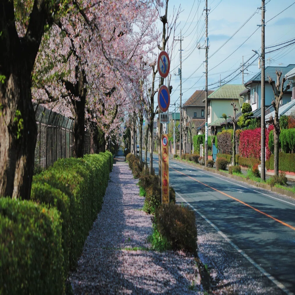 LUMIX S5II × SIGMA 28-70mm F2.8｜桜スナップレビュー（作例あり