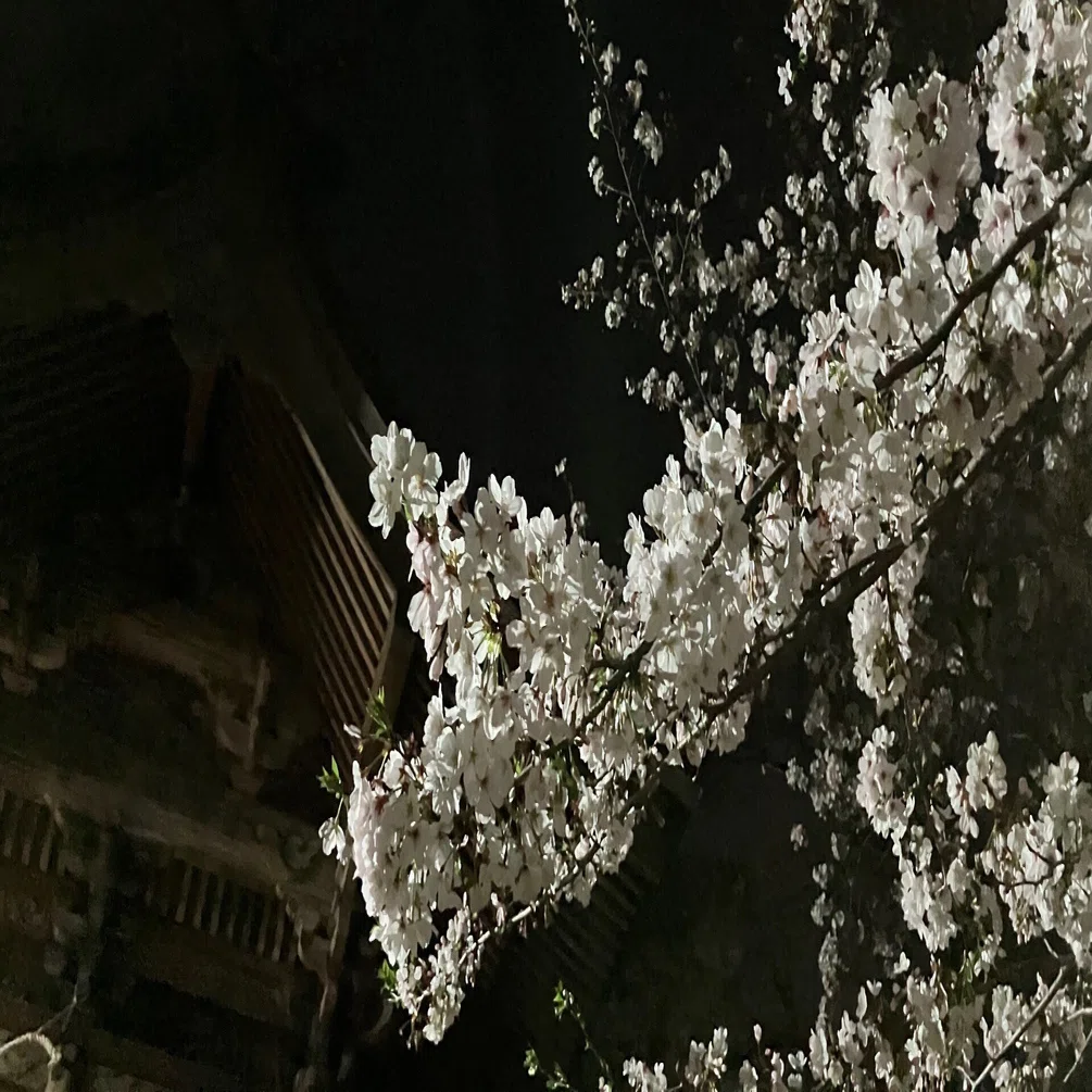 沼山津神社の桜🌸｜Desert Rose