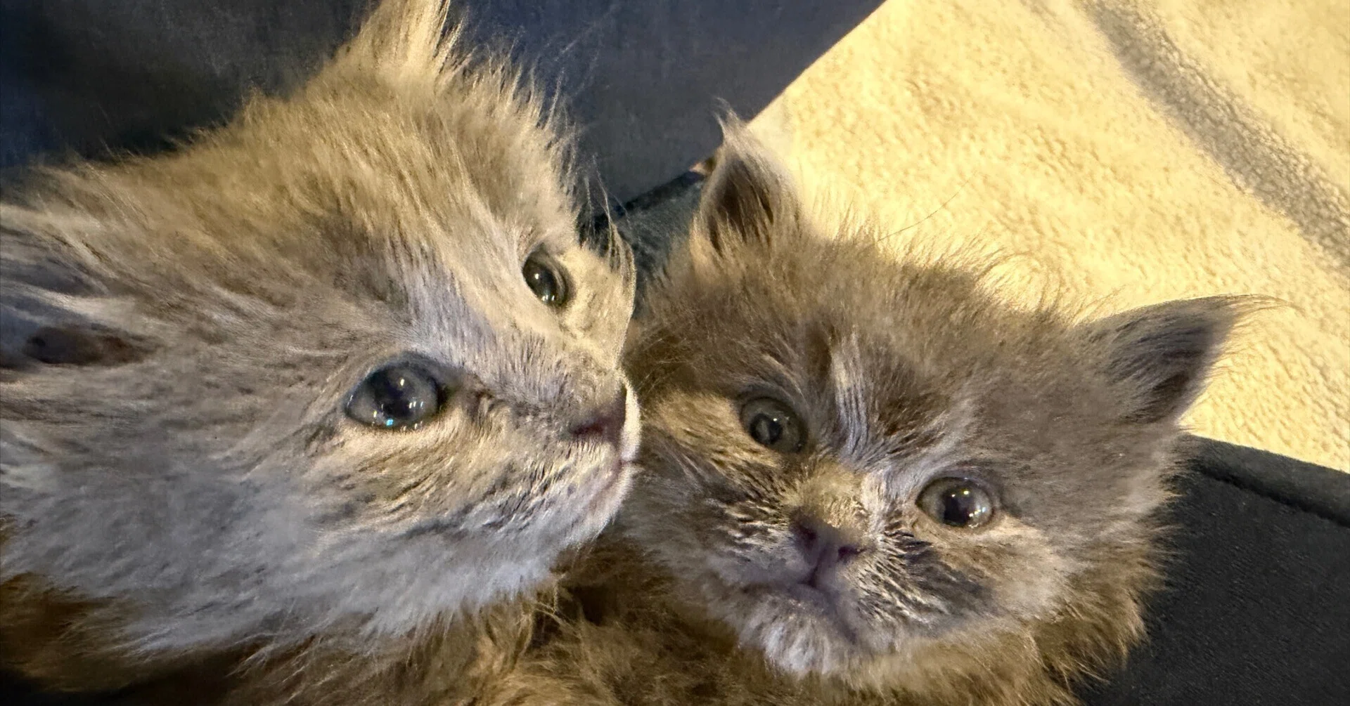 Kitten Wave 2026 Part 3: Goodbye, Milk Babies. The Saddest Morning
