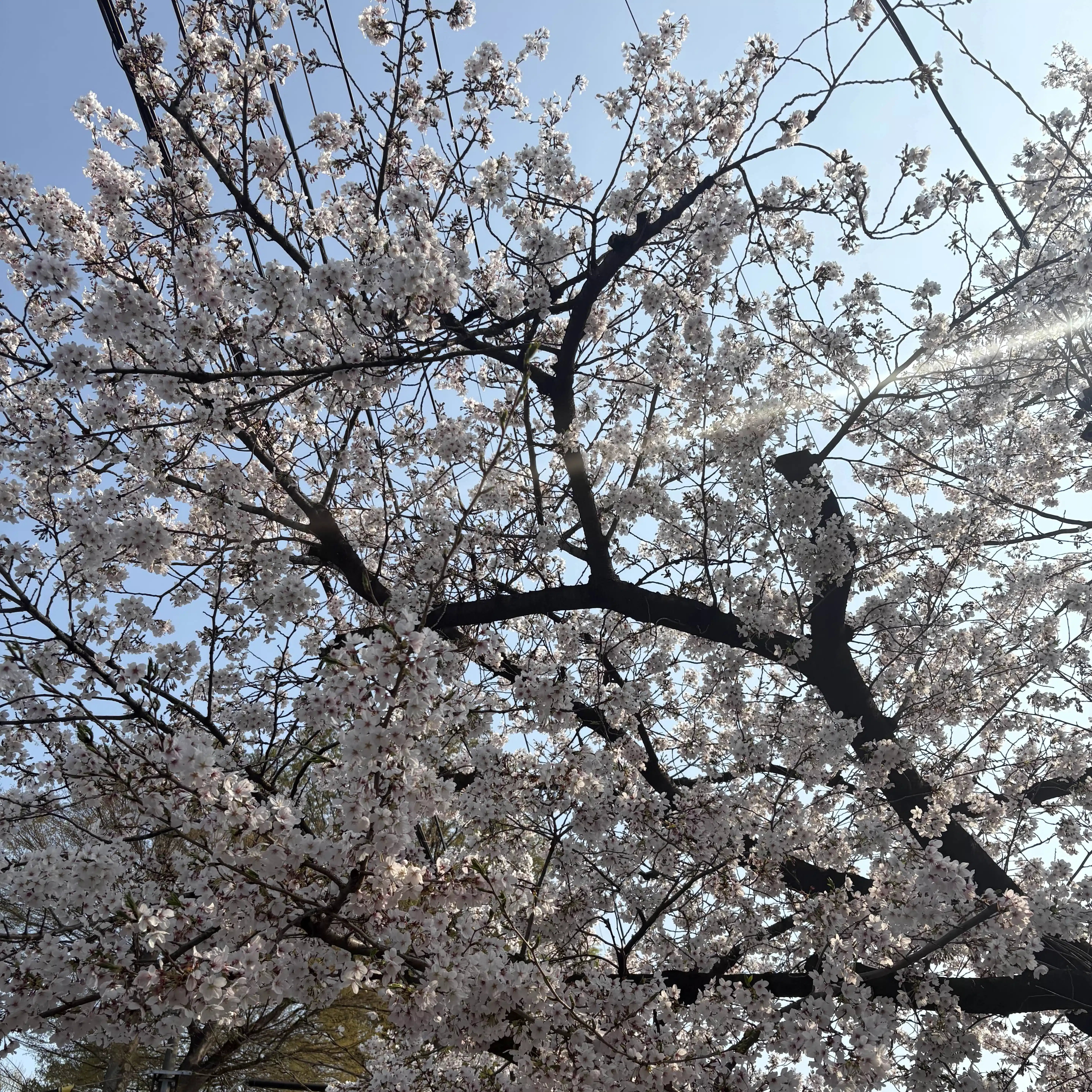 ぶりいわし