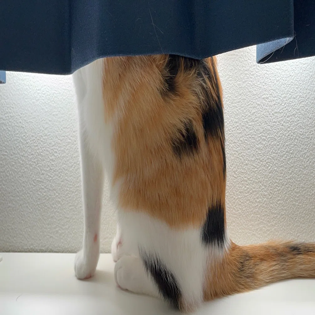 猫ちゃん、任務完了後のしっぽ｜2026.4.4の「今」｜25