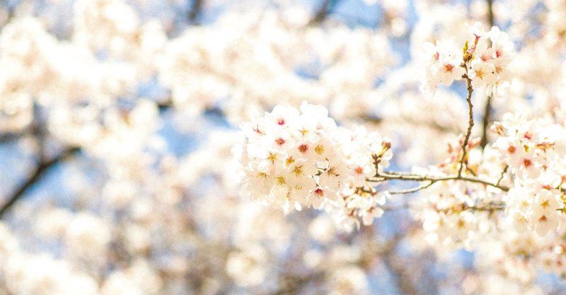 可愛いと言われ慣れた女子大生の話