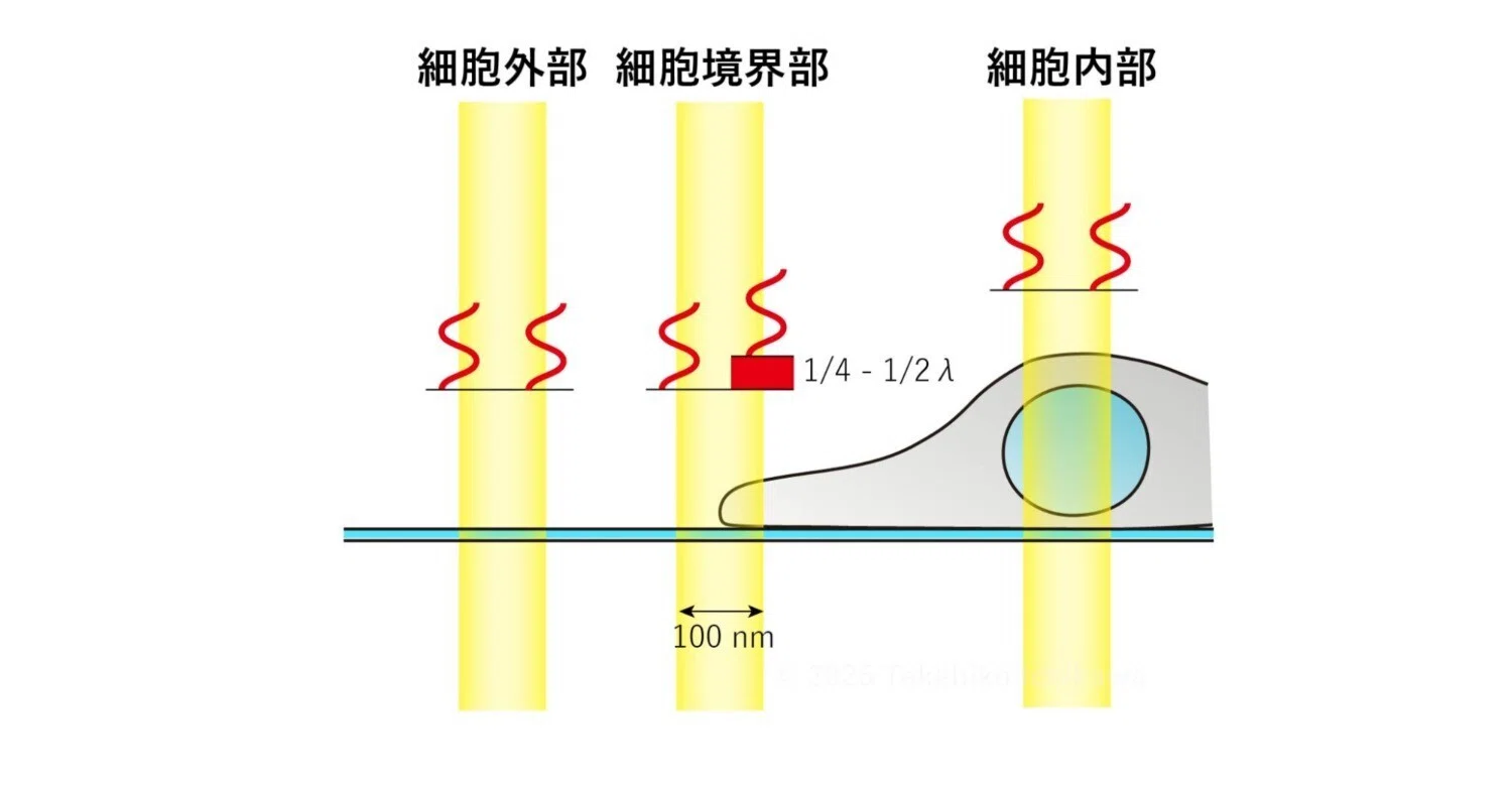 微分干渉顕微鏡（DIC, Differential Interference Contrast）とは