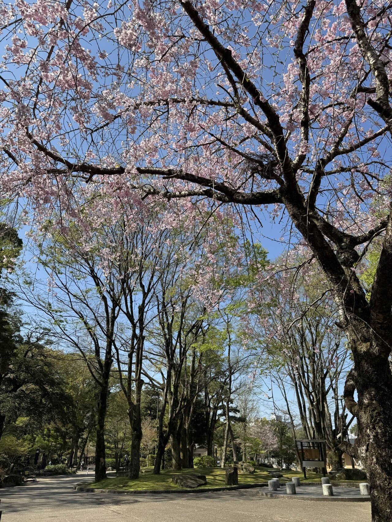 春の金華山｜しろいろ