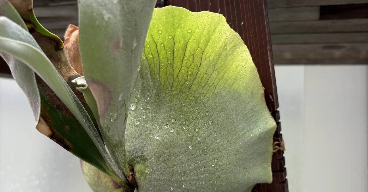 植物】ビカクシダの株分けさらにその後｜ちょこらーた