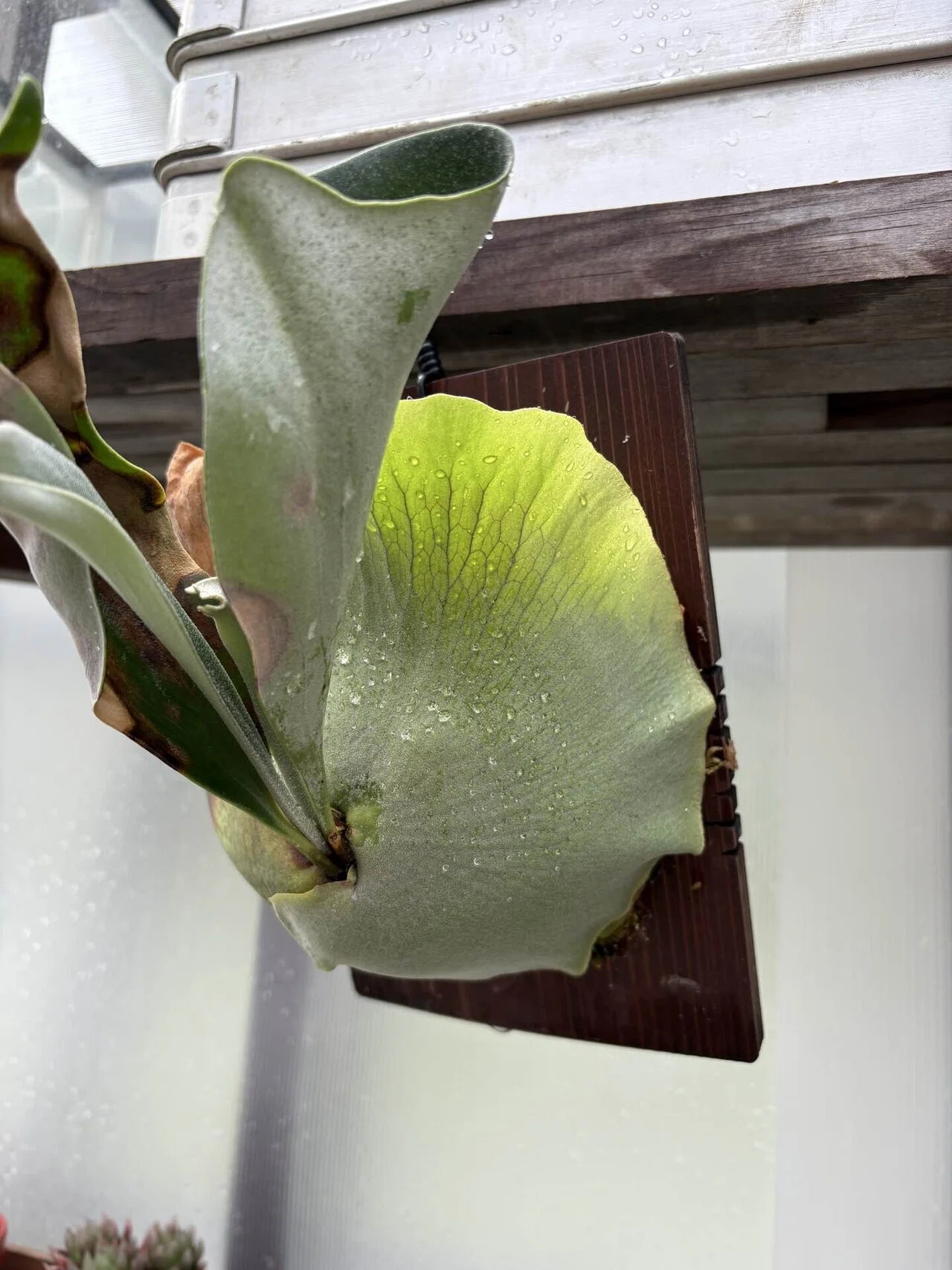 BA 　mew 20株+前葉体+タグなし 商品一覧 - Y's Exotics （山田食虫植物農園）