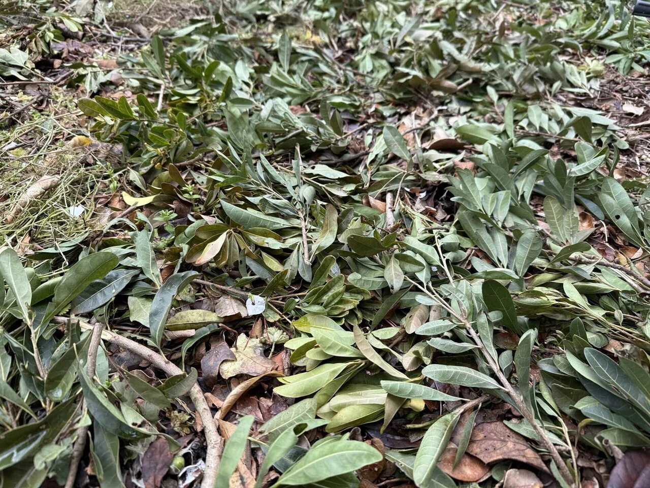 鳥が運んできた桜と、四季の暮らし｜中村純子＊JUNJUN