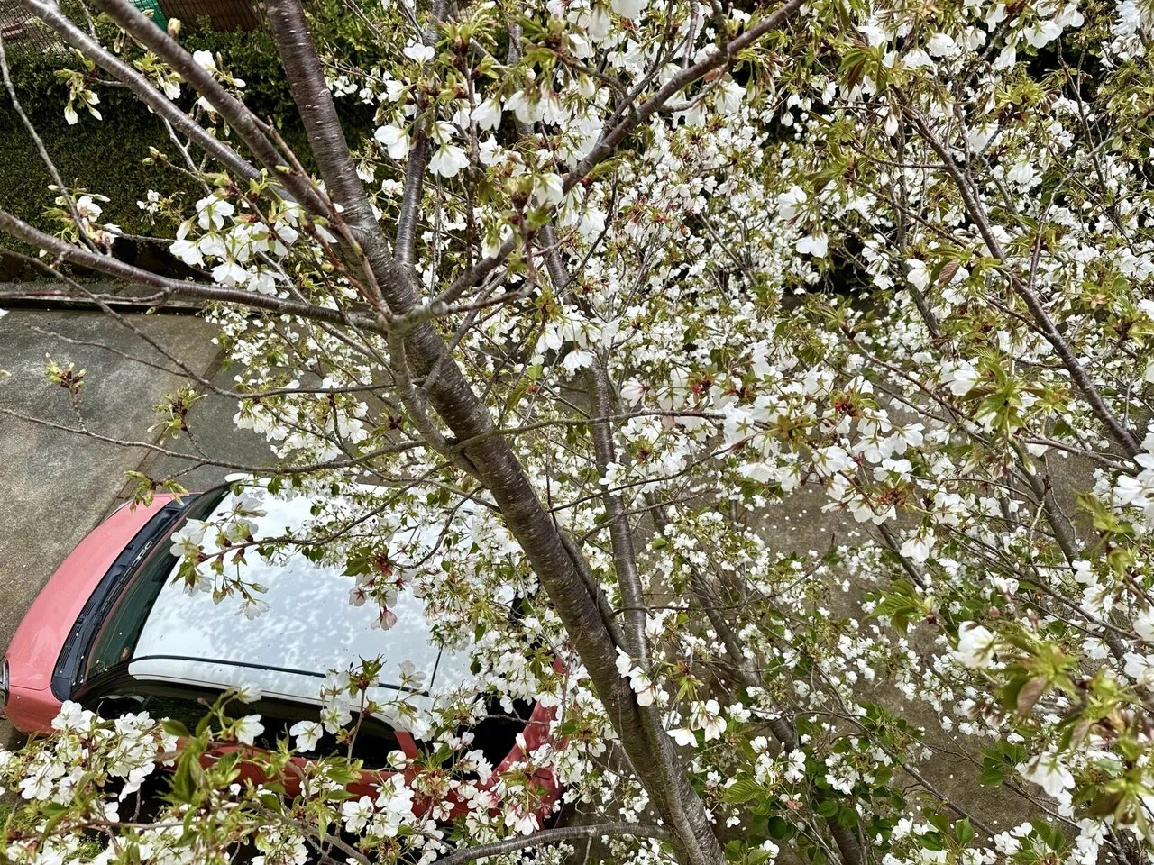 鳥が運んできた桜と、四季の暮らし｜中村純子＊JUNJUN