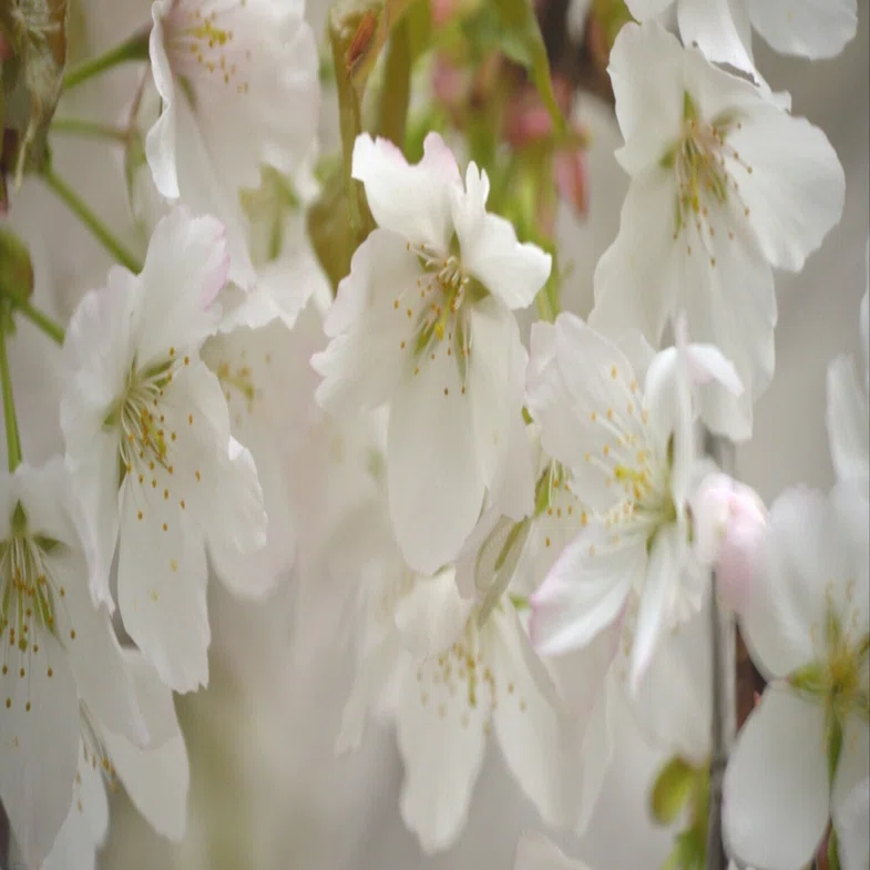 山桜、咲く花は日々に移ろう｜光画日々想