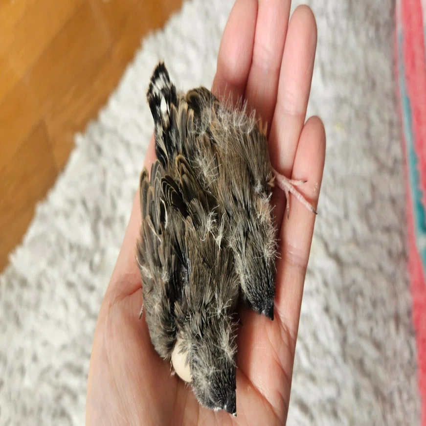 錦華鳥(ジャンボ)の0日人工育雛について ※はじめに｜ごまとあんこ
