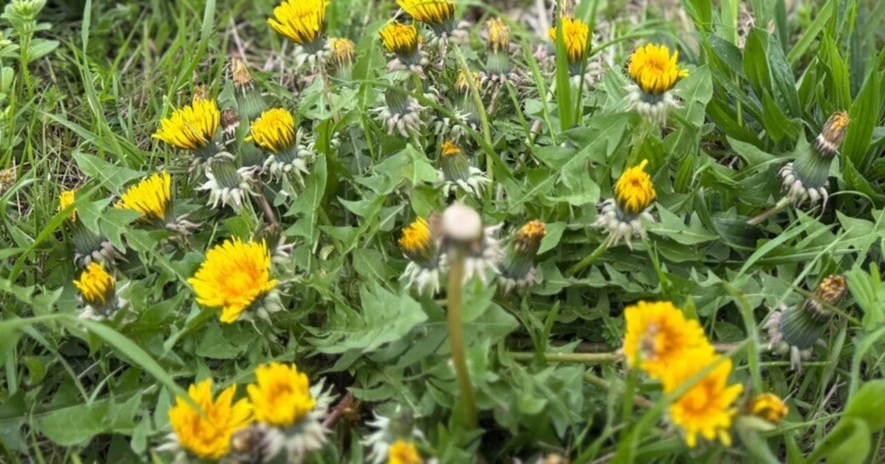 2026年-春が来た、まだ暑くならないで四月April・・・植物模様
