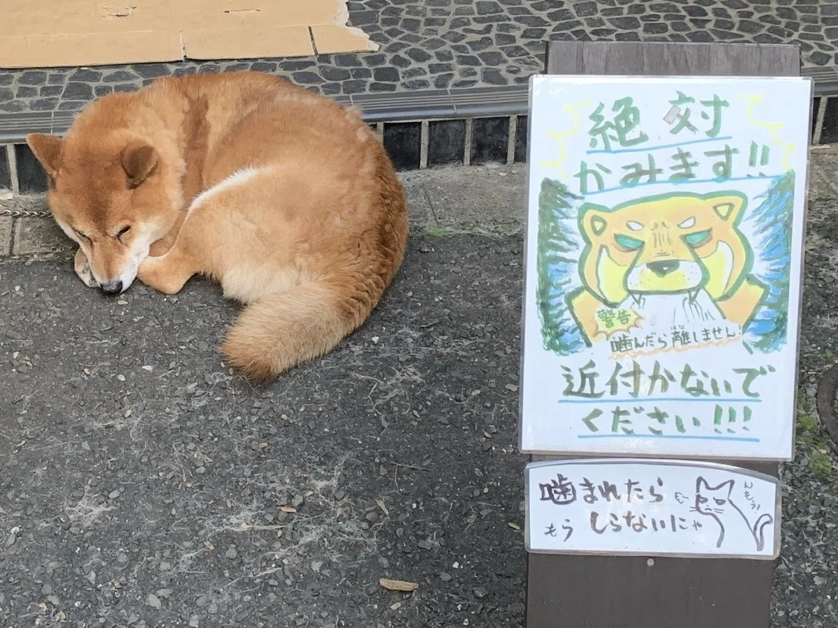 画像9