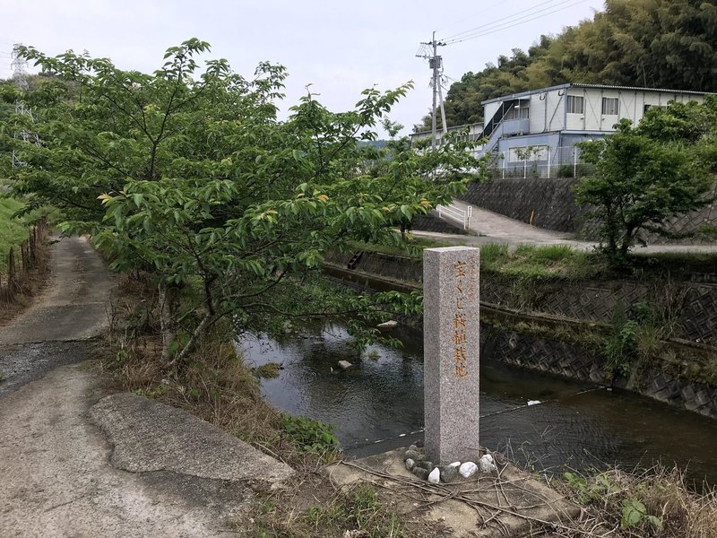 宝くじ桜