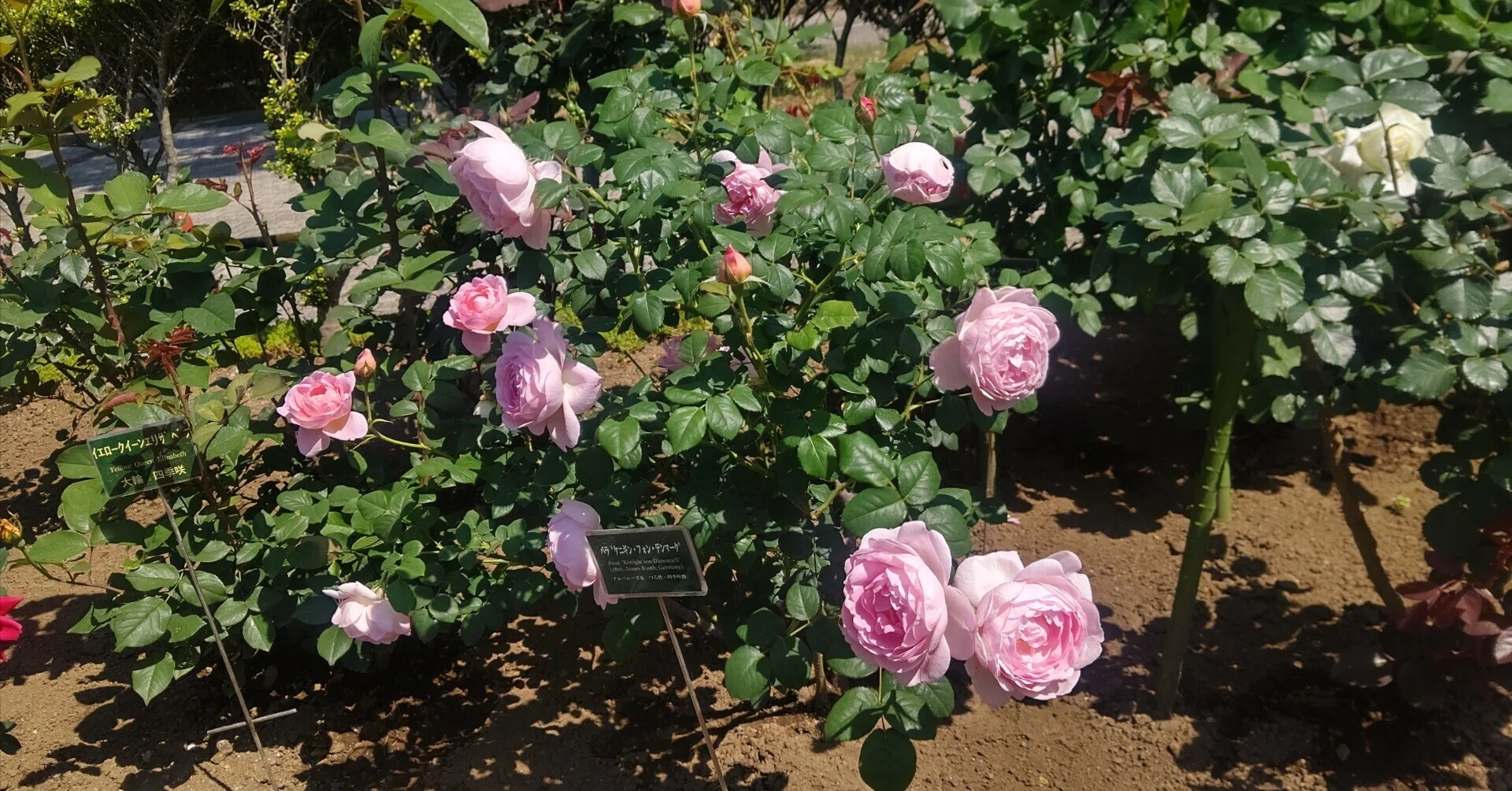 小説 路地裏の花屋｜米田 素子