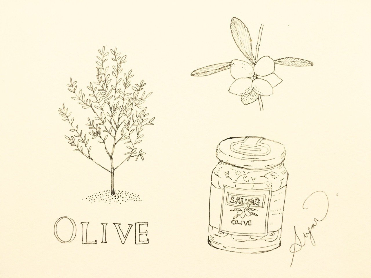 ｏｌｉｖｅ Sugarmoon Note