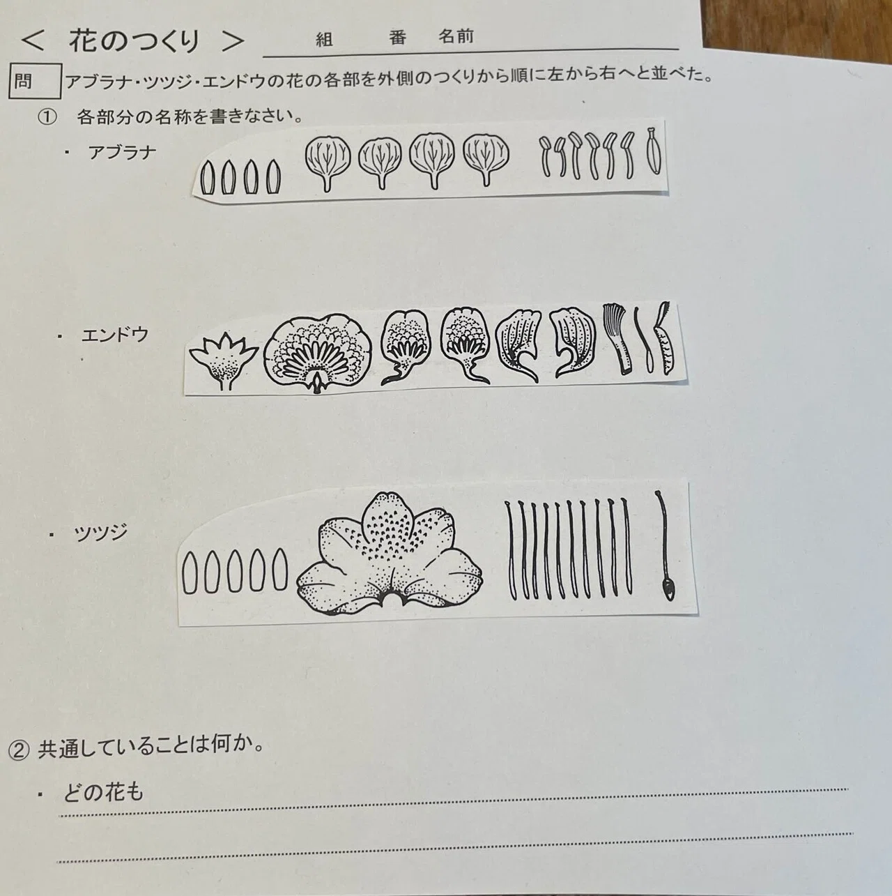 中学理科】花のつくり｜はなちゃん先生の楽しい中学理科