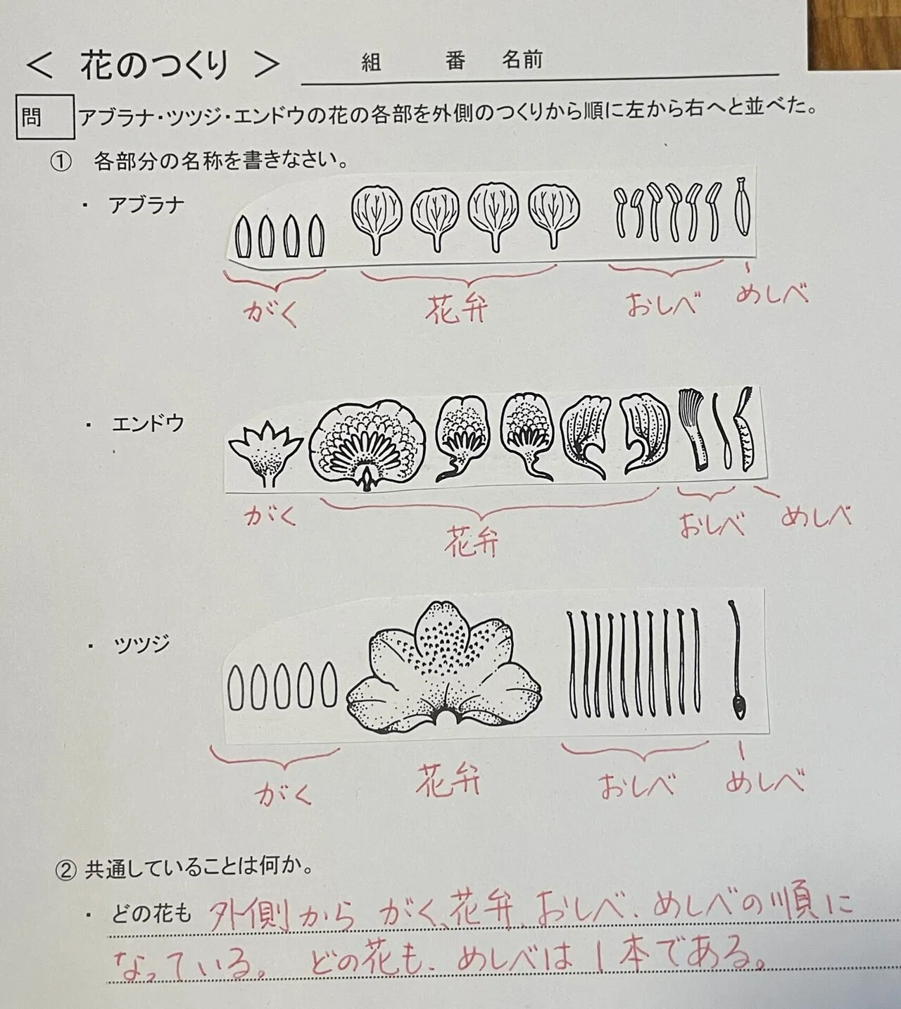 中学理科】花のつくり｜はなちゃん先生の楽しい中学理科
