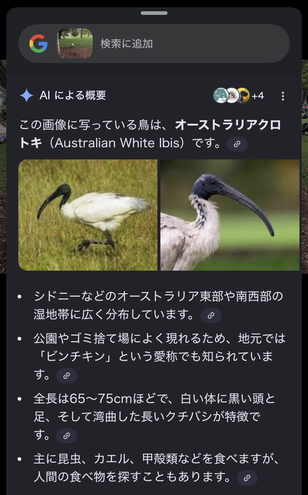 シドニーで「カラスがいない」ことに気づいた話｜只野 竣也｜博士課程
